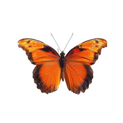 Close-up of a vibrant orange butterfly with dark accents.  Wings are outstretched, displaying intricate patterns.  Dark background