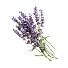 Fototapeta premium Close-up of lavender sprigs