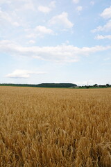 golden wheat field