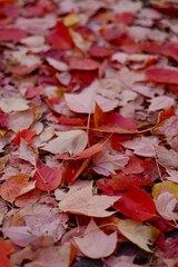 red maple leaves fallen on the ground in autumn
