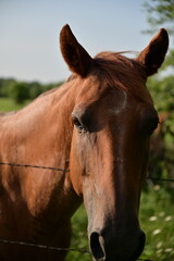 Obraz premium Brown Horse