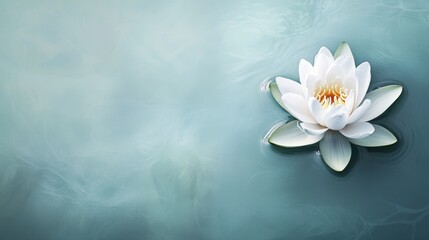 A white water lily is poised elegantly atop a tranquil water surface