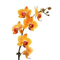 Close-up of a vibrant orange-yellow orchid bloom.  Several blossoms are arranged on a stem, showcasing intricate details and rich color.  The background is pure black, highlighting the flowers