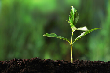 Planting tree. Seedling growing in fresh soil outdoors, closeup. Space for text