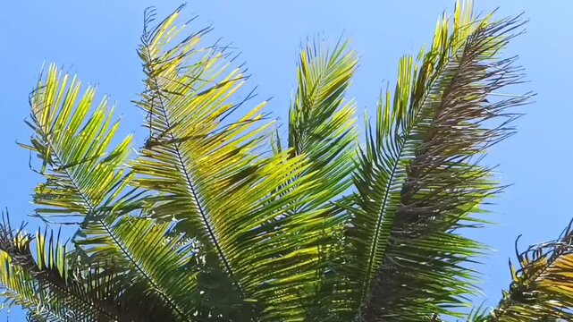 Coconut leaf fronds sway in the wind on a sunny morning