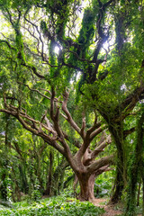 Fototapeta premium Majestic ancient tree with gnarled branches in a lush forest