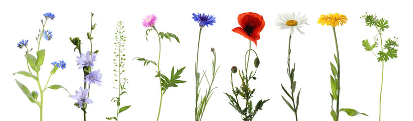 Obraz premium Poppy and other meadow flowers isolated on white, set