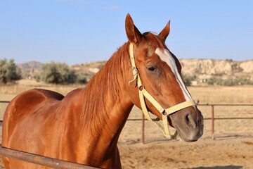 Horses dry landscape. Horses sandy corral. horses of cappadocia 