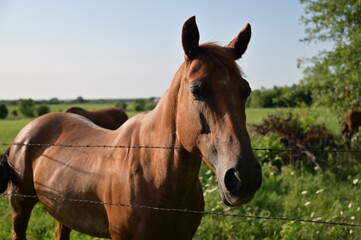 Naklejka premium Brown Horse