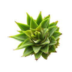 Close-up of a vibrant green, star-shaped plant.  Young, tightly clustered leaves radiate outward