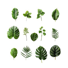 Tropical leaf collection.  Variety of lush, vibrant green leaves against a black background.  Different shapes and sizes displayed in a grid format