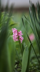 butterfly on a flower