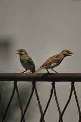 robin on a fence