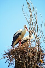 stork in nest