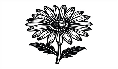 Vintage engraved daisy flower with leaves and stem black and white illustration