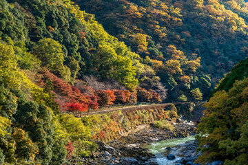 Naklejka premium A dramatic autumn view of Arashiyama Hozukyo Gorge, with mountainsides of golden maple foliage by the Hozugawa River, Kyoto, Japan.