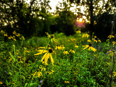 a field of Yellow Coneflowers (Ratibida pinnata) at sunset or sunrise. These wildflowers are native to prairies and savannas throughout the Midwest.