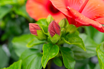 赤いハイビスカスの蕾（ダークレッド・シックな色合い）｜Dark Red Hibiscus Bud in Quiet Mood