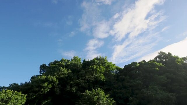 新緑の木々が広がる北雲雀きずきの森と夏の青空