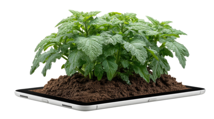 Green Sprouts and Digital Ground: A fresh green plant grows out of a digital tablet. A symbol of technology and nature combined, a green plant thrives in the artificial setting.