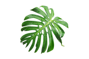 Monstera green leaf isolated on white