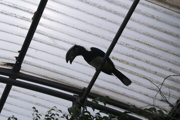 African trumpeter hornbill bird, Bycanistes bucinator, perched on metal bar in covered zoo aviary enclosure with Santa Eugenia, Mallorca. Avian, birdwatching, wildlife, tropical birds.  © cabado