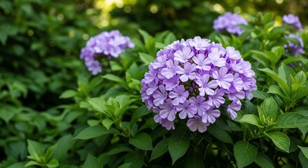 Luminous Spheres of Lavender Blossoms in a Lush Verdant Garden.