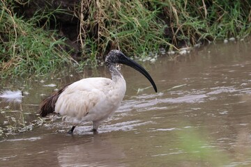 A young bird of Sacred Ibis in the Ngorongoro crater

