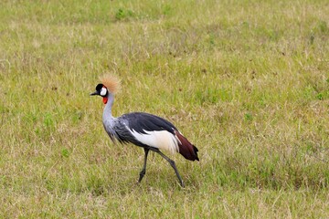 A crested crane in the Ngorongoro crater