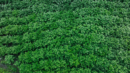Tomato crops in flowering in the garden