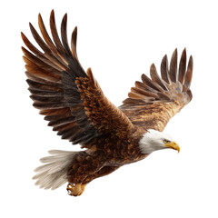 Fototapeta premium Majestic eagle in flight