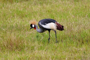 A crested crane in the Ngorongoro crater