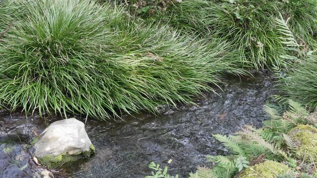 名水が湧く泉から流れる小川のスロー映像