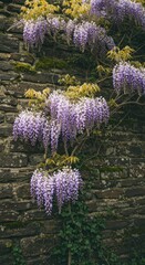 Wisteria cascading down stone wall
