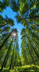 Obraz premium Lush forest canopy, sunlit (1)