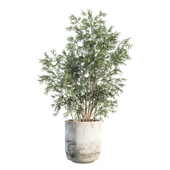 Elegant potted plant on black background, conveying natural simplicity and freshness