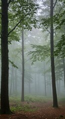 Obraz premium Misty forest scene