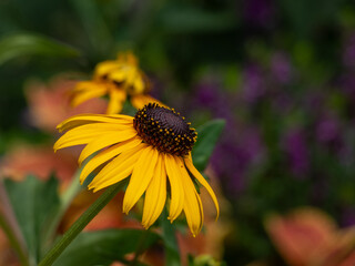 ルドベキア・タカオ｜Rudbeckia ‘Takao’ – Yellow and Black Contrast Beauty