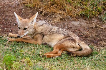 A jackal in the Ngorongoro crater