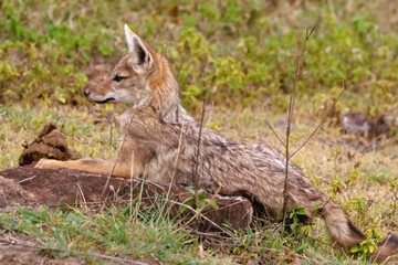 A jackal in the Ngorongoro crater