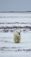 Arctic bear in snowy landscape