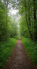 Fototapeta premium Misty forest path (5)