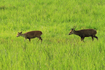 A male Hog Deer (Axis Porcinus) is following the scent of a female during the mating season.
Phu...