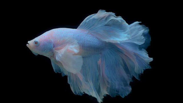 siamese fighting fish isolated on black