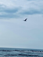 seagull in flight