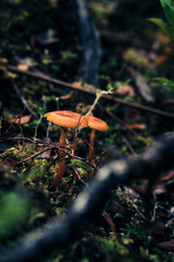 Pequeños hongos creciendo en el suelo del bosque