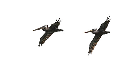 Brown Pelicans - Two_Detail
Two brown pelicans (Pelecanus occidentalis) fly over the San Francisco Bay towards the Pacific Ocean on an overcast evening before sunset.
