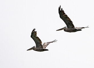 Brown Pelicans 2 - Detail
Two brown pelicans (Pelecanus occidentalis) fly over the San Francisco Bay towards the Pacific Ocean on an overcast evening before sunset.