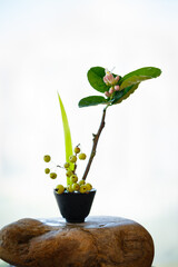 Zen flower arrangement with citrus flowers as the theme