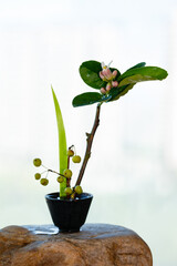 Zen flower arrangement with citrus flowers as the theme